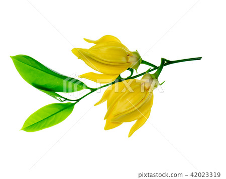 fragrant flowers of climbing ylang-ylang 42023319