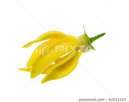 fragrant flowers of climbing ylang-ylang fragrant flowers of climbing ylang-ylang 42023333