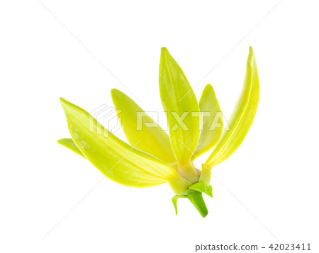 fragrant flowers of climbing ylang-ylang 42023411