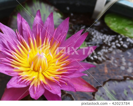 Princess Water Lily Summer 42023784