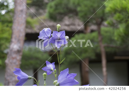 Ichijyo Erika Sanso(鎌倉市京都機場)的Kikyo Ichijyo Erika Sanso(鎌倉市京都機場)的Kikyo 42024256