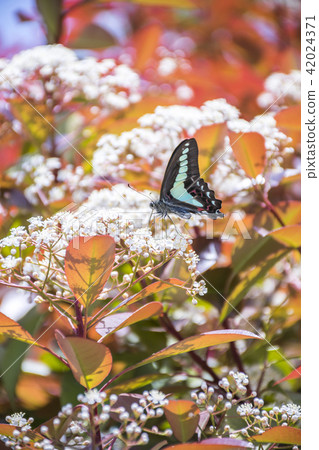 One Aoshugegeha that stops at the red flower stock One Aoshugegeha that stops at the red flower stock 42024371
