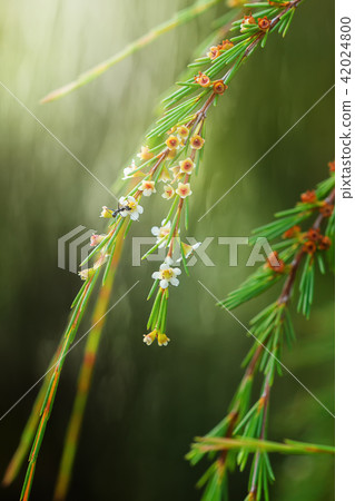 Baeckea frutescens flower 42024800