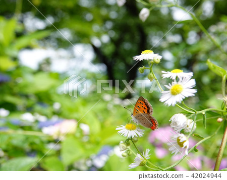 "Benifid butterfly" that smokes kikumuki's honey "Benifid butterfly" that smokes kikumuki's honey 42024944