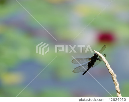 Hanging "Kosia kimitobo" Hanging "Kosia kimitobo" 42024950