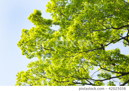 New green image New green image 42025036