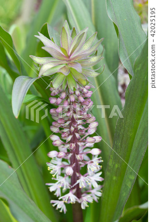 紫色和白色菠蘿花花 紫色和白色菠蘿花花 42025195