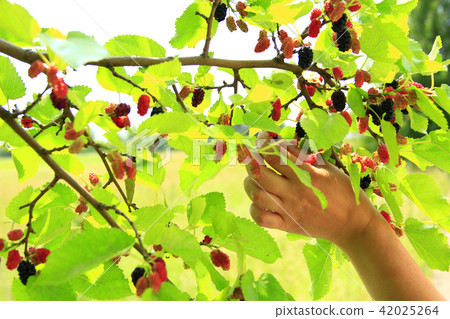 Female hand plucking ripe mulberry from tree 42025264