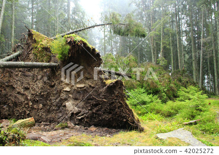 Roots of fallen huge spruce in forest Roots of fallen huge spruce in forest 42025272