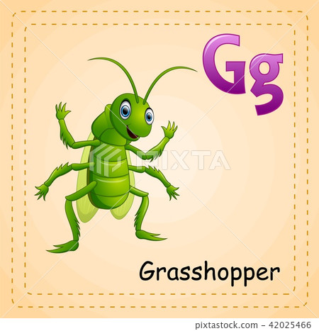 Animals alphabet: G is for Grasshopper Animals alphabet: G is for Grasshopper 42025466