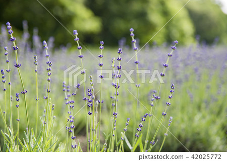 [薰衣草田奈奈澤] 42025772