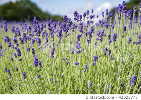 [薰衣草田暗紫色] 42025773