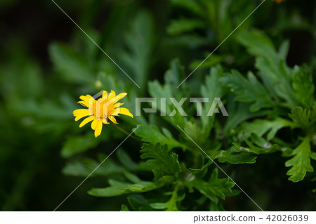 Yellow Lupypus Daisy Flower Up Yellow Lupypus Daisy Flower Up 42026039