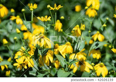 黃色花花束 42026139