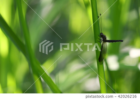 Melonized dragonfly Melonized dragonfly 42026216