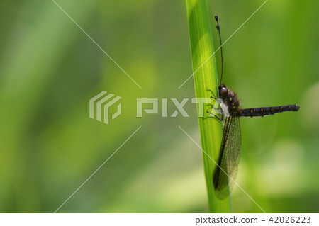 Melonized dragonfly Melonized dragonfly 42026223