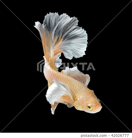 Close up art movement of Betta fish 42026777