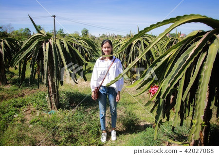A young lady watching Dragon fruit farm A young lady watching Dragon fruit farm 42027088
