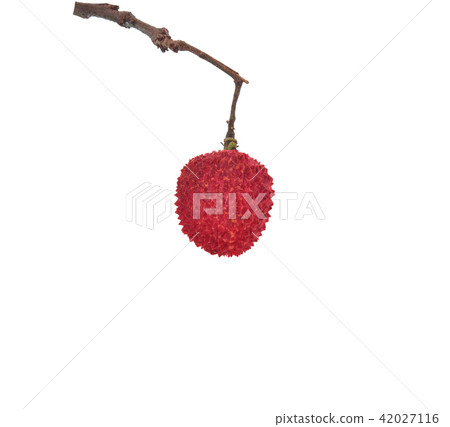 Lychees isolated on white background 42027116