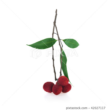 lychees isolated on the white background lychees isolated on the white background 42027117