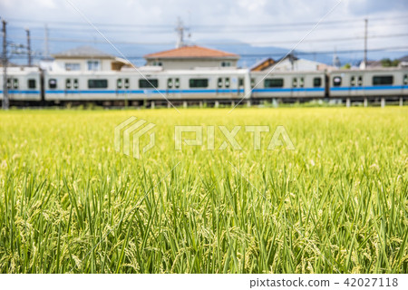 [Fruit Autumn Odakyu Line] 42027118