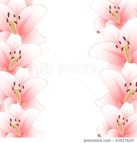 Pink Lily Flower Border on White Background 42027620