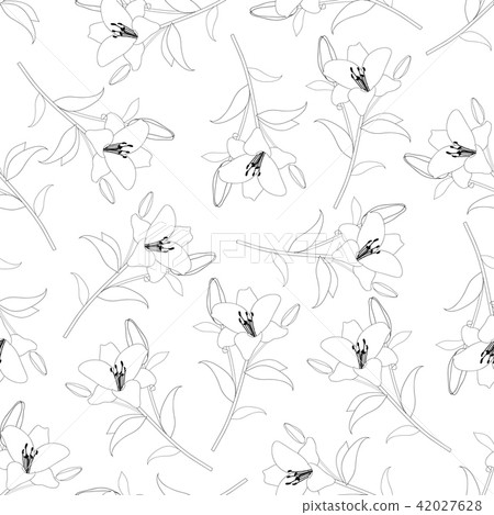 Lily Outline Background 42027628