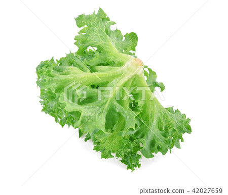 fresh frillice iceberg isolated fresh frillice iceberg isolated 42027659