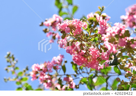 Crape myb (crape myrtle) 42028422