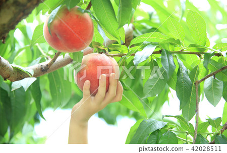 Peach hunting Peach hunting 42028511