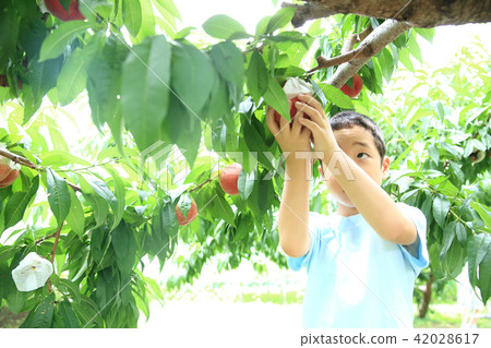 享受桃子狩獵的孩子 42028617