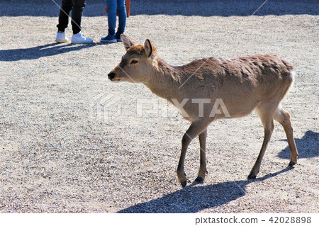 Deer in Nara Park 42028898