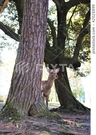 奈良公園的鹿 42028899