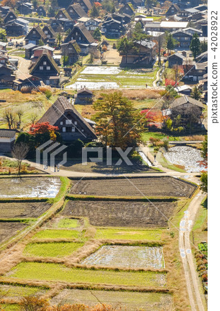 Shirakawago在秋天 42028922
