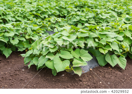 Sweet potato field Sweet potato field 42029932