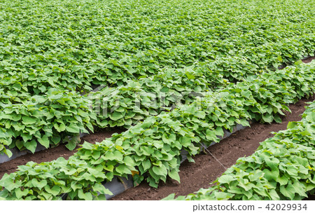Sweet potato field Sweet potato field 42029934