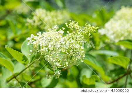 白色Norwegi的花 42030000