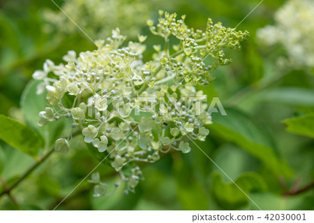 白色Norwegi的花 白色Norwegi的花 42030001