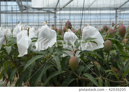 袋子出來的芒果的乙烯基房子 42030205