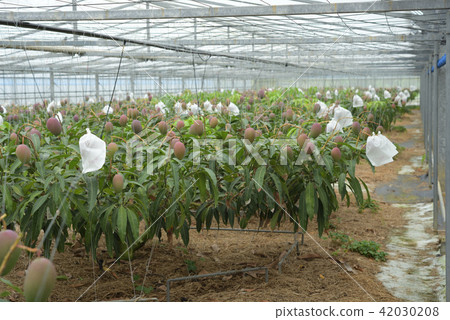 袋子出來的芒果的乙烯基房子 袋子出來的芒果的乙烯基房子 42030208
