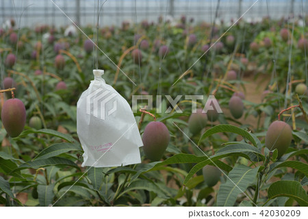 Mango's vinyl house where bags are out Mango's vinyl house where bags are out 42030209