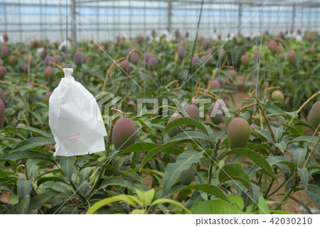 Mango's vinyl house where bags are out Mango's vinyl house where bags are out 42030210