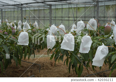 Mango's vinyl house where bags are out Mango's vinyl house where bags are out 42030211