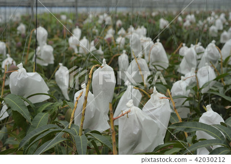 Mango's vinyl house where bags are out Mango's vinyl house where bags are out 42030212