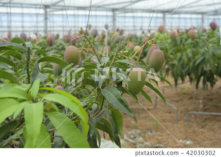 富有成效的蘋果芒果屋種植 42030302