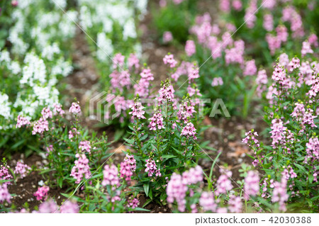 Pink Angelona flowers Pink Angelona flowers 42030388