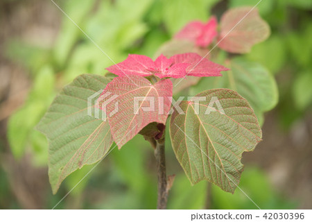 Red moss 42030396
