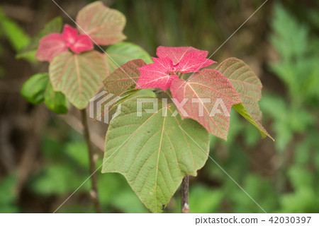 Red moss Red moss 42030397