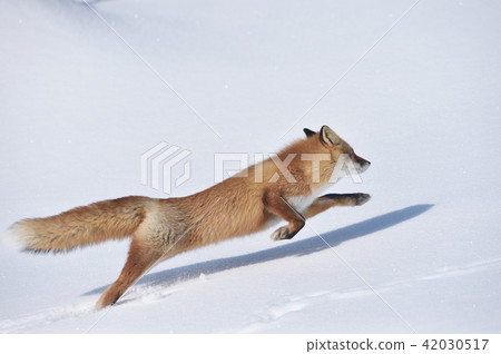 Kita fox running on the snowy field (Hokkaido) Kita fox running on the snowy field (Hokkaido) 42030517