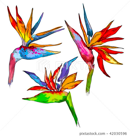 Graphic colorful strelitzia collection. Vector exotic leaves and flowers isolated on white 42030596